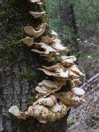 Pleurotus ostreatus image