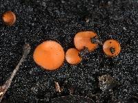 Scutellinia crinita image