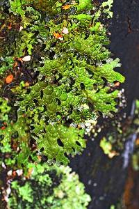 Pseudocyphellaria billardierei image