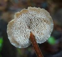 Auriscalpium vulgare image