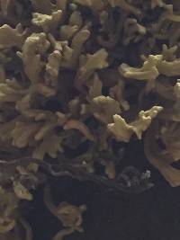 Image of Laurobasidium lauri