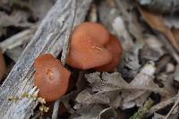 Laccaria laccata image