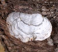 Fomes fomentarius image