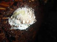 Fomitopsis pinicola image
