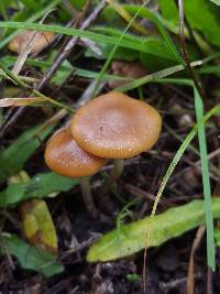 Psilocybe cyanescens image