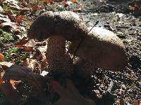 Leccinum scabrum image