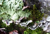 Trametes versicolor image