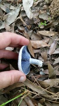 Lactarius indigo image