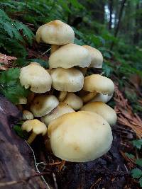 Hypholoma fasciculare image