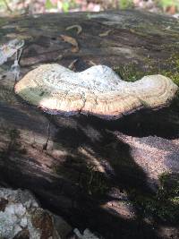 Fomitopsis pinicola image