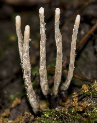 Xylaria polymorpha image