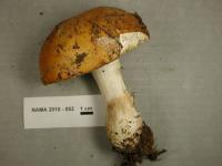 Image of Russula decolorans