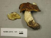 Tricholoma equestre image