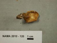 Cystoderma amianthinum image