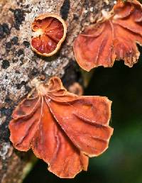 Anthracophyllum nigrita image