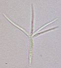 Alatospora acuminata image
