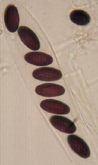 Ascobolus albidus image