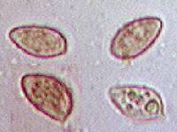 Alnicola escharoides image