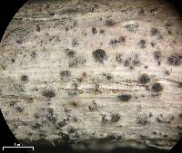 Arthopyrenia gemmelipara image