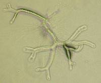 Image of Allomyces macrogynus