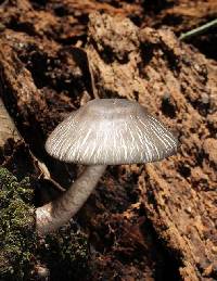 Image of Agaricus rotalis