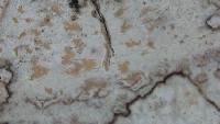 Arthonia antillarum image