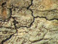 Image of Arthonia catenatula