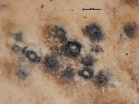 Anthracothecium leucostomum image