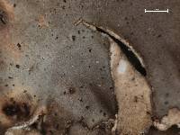 Arthonia fuscopurpurea image
