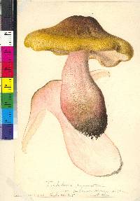 Tricholoma sejunctum image