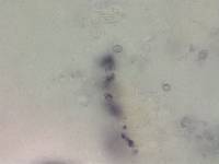 Armillaria luteovirens f. alba image