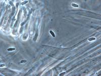 Clitocybe piperata image