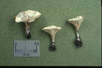 Hyphodontia spathulata image