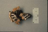 Asterophora lycoperdoides image
