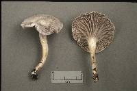 Hygrocybe canescens image