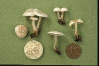 Clitocybe candicans image