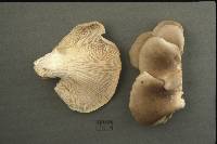 Pleurotus ostreatus image