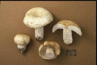 Russula albidula image