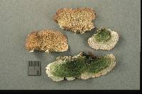 Trichaptum abietinum image