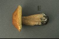 Boletus clavipes image