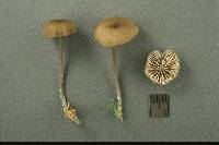 Entoloma asprellum image