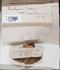 Gloeophyllum trabeum image