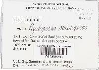 Rigidoporus microporus image