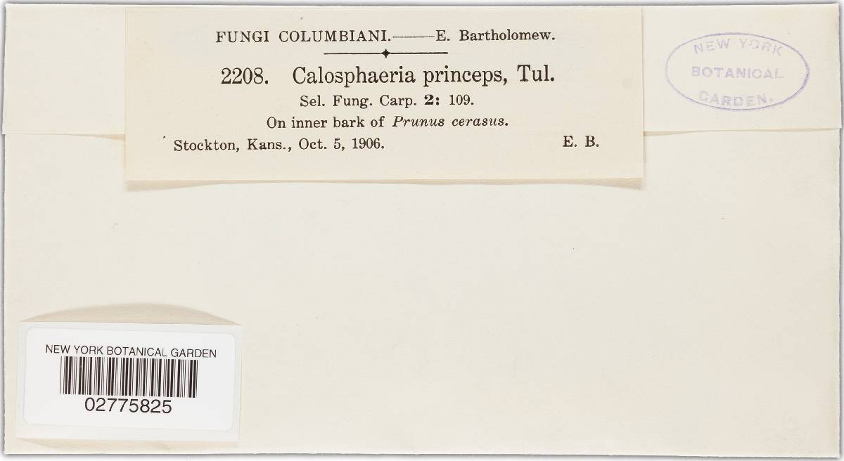 Calosphaeria image
