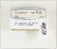 Elaphocordyceps capitata image