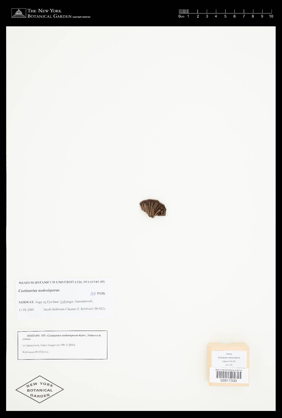 Cortinarius nodosisporus image