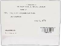 Melanconis chrysostroma image
