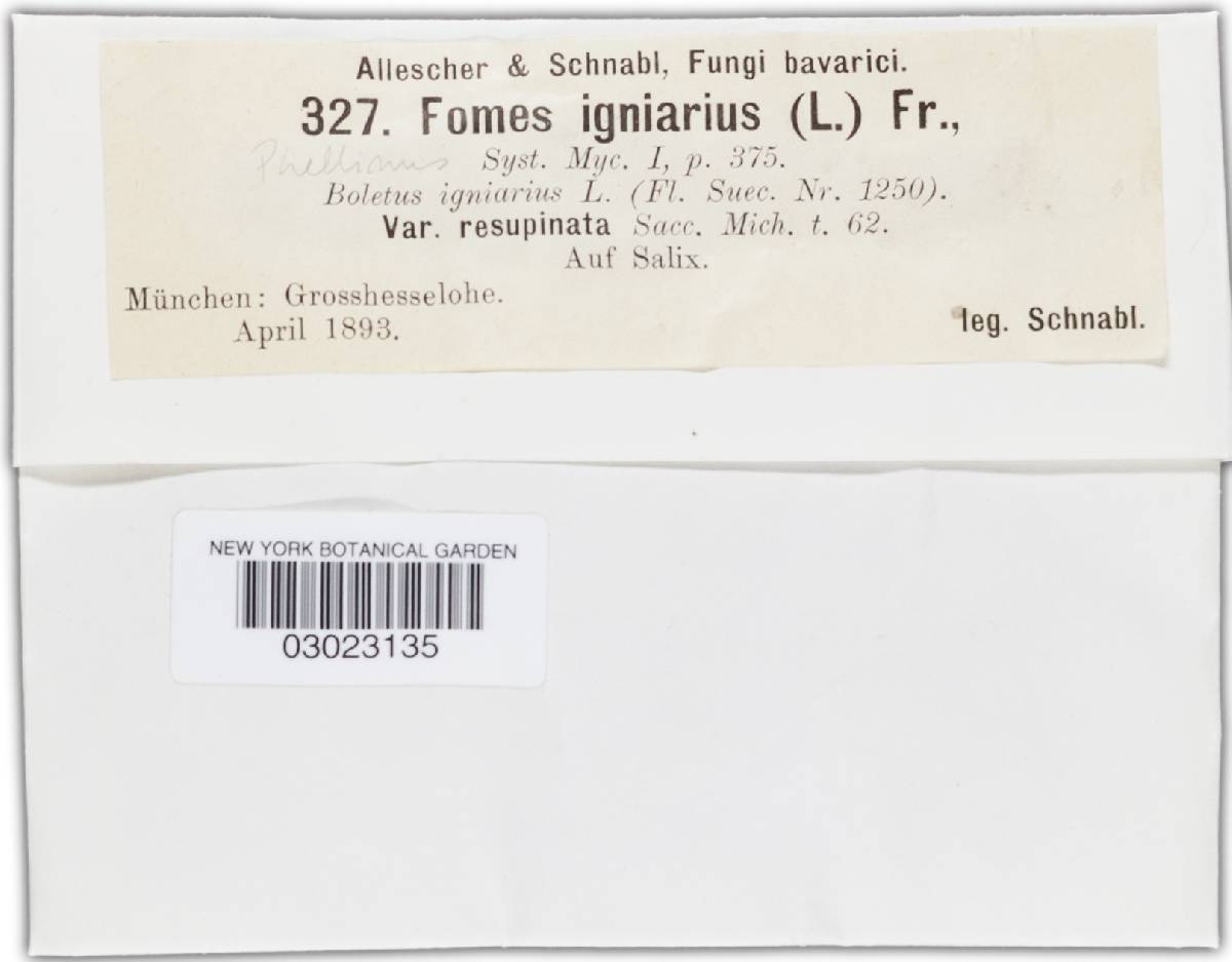 Phellinus igniarius f. resupinatus image