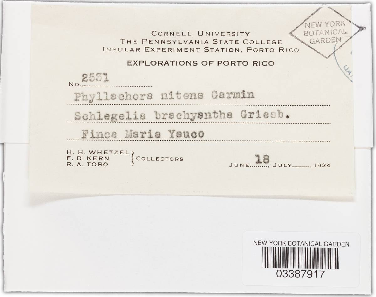 Phyllachora nitens ssp. nitens image