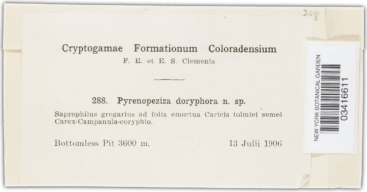 Botrytis doryphora image